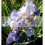 iris germanica
